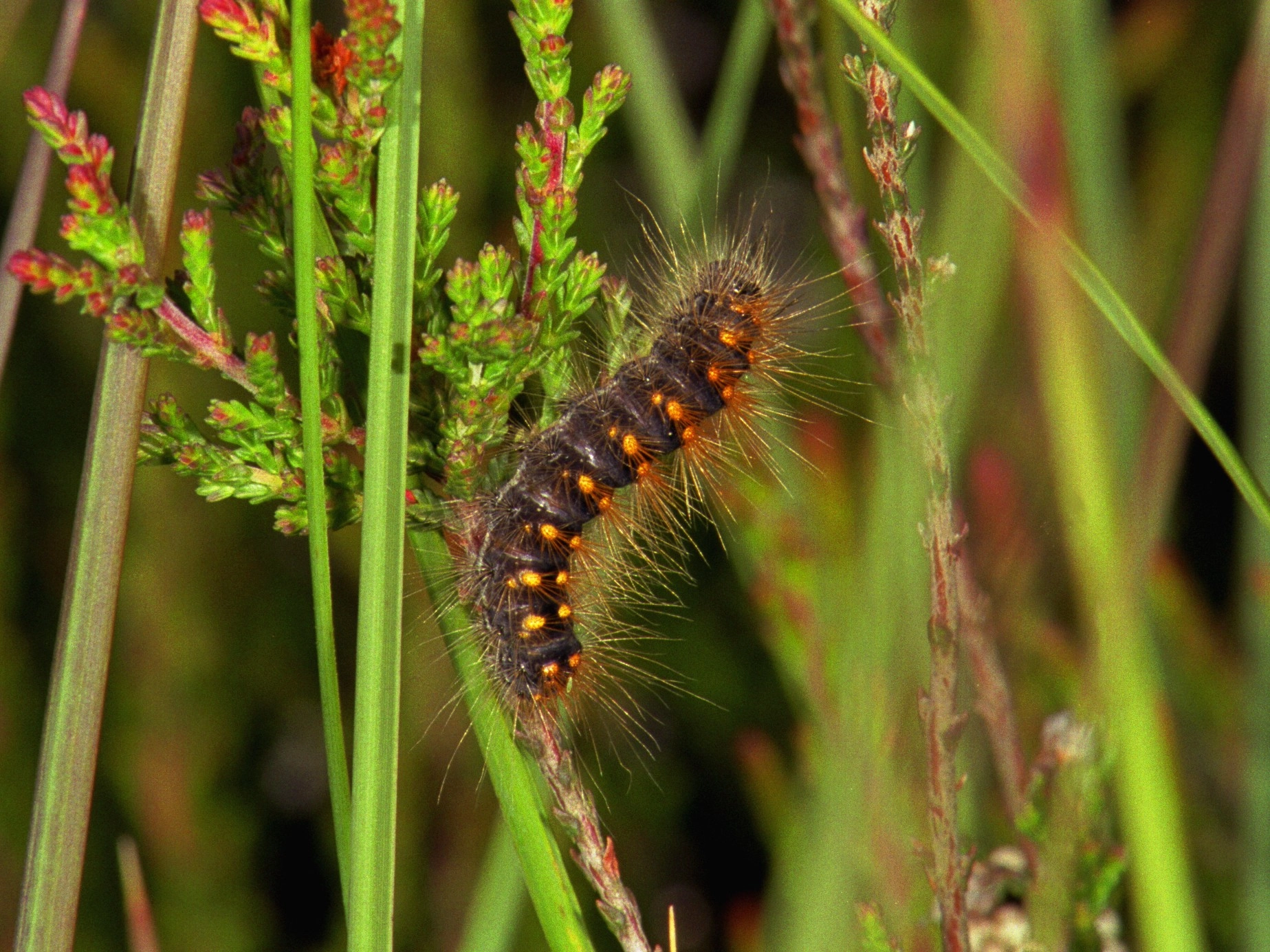 112_13A, Acronicta auricoma.jpg